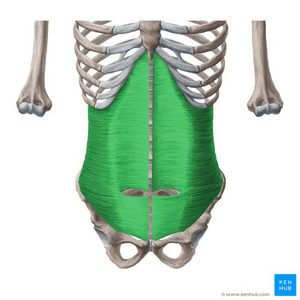 a drawing of a healthy transverse abdominis muscle